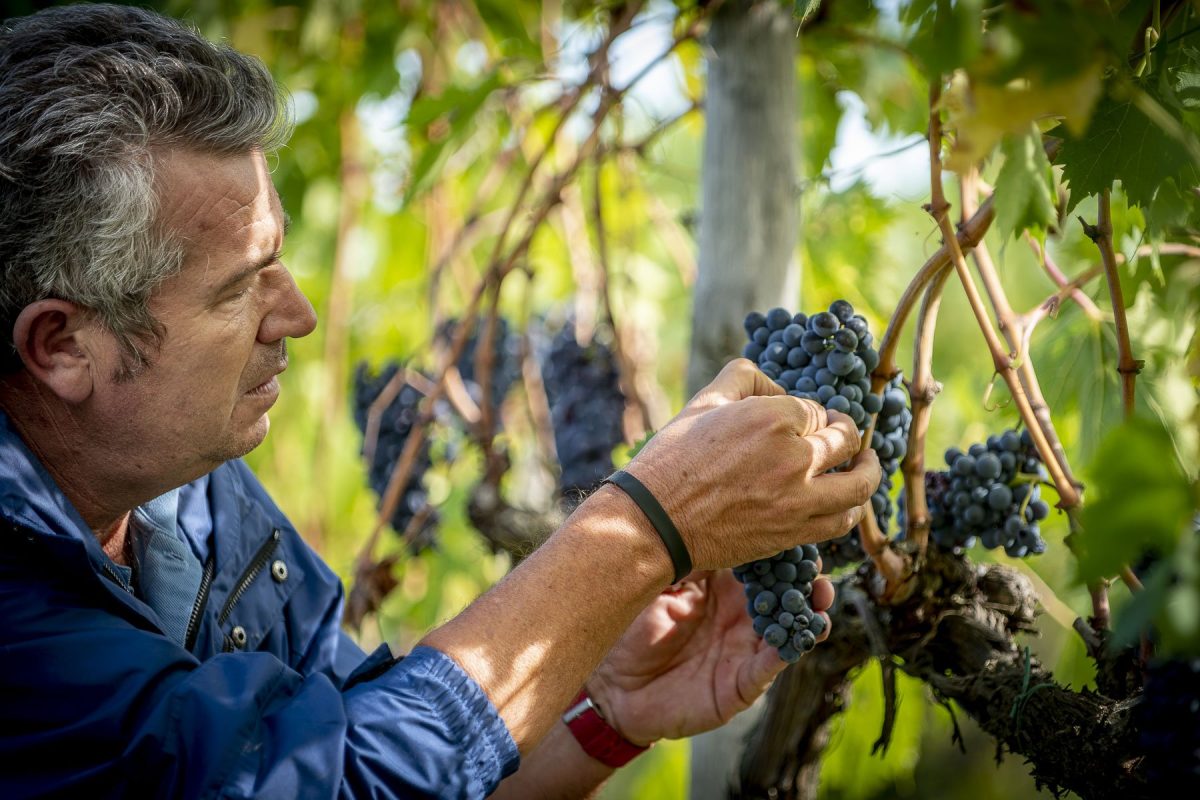 Vinitaly, prodotti, qualità e tecnologia Vinitaly, prodotti, qualità e tecnologia