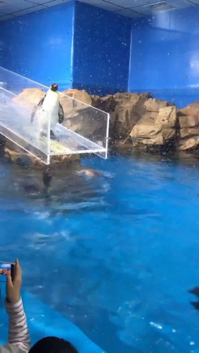 La rovinosa caduta del pinguino | video