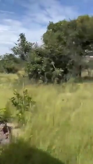 Tragedia in Zambia: elefante attacca auto di turisti I video