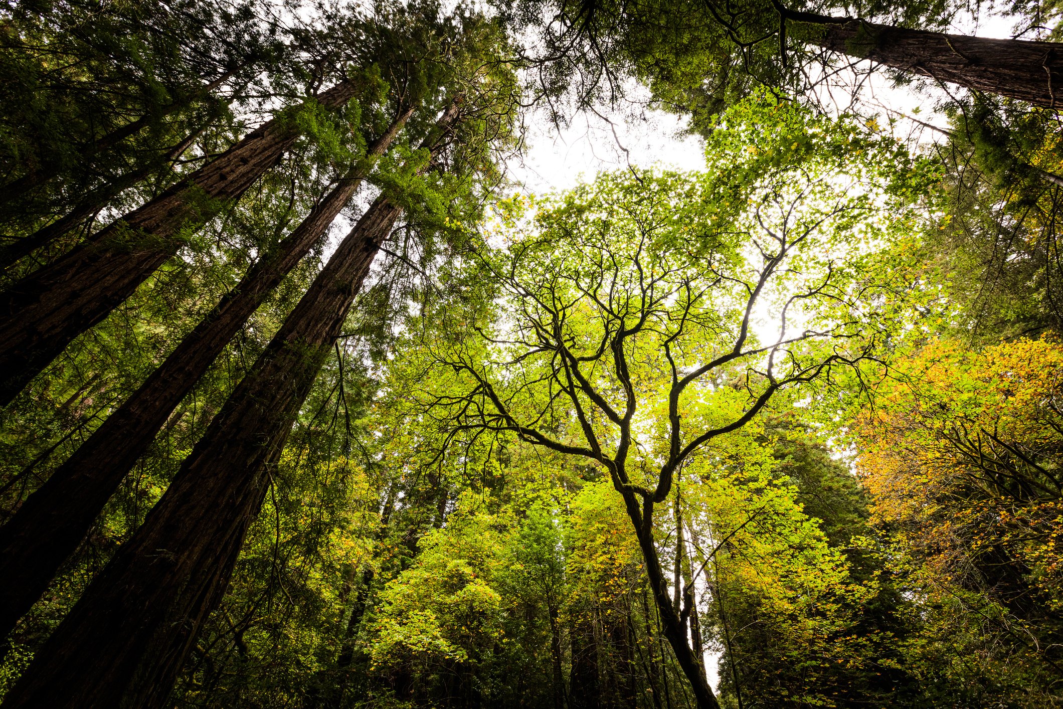 La vera svolta verde delle foreste italiane