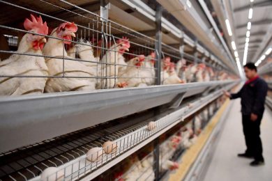 E i polli ucraini fanno arrabbiare gli agricoltori francesi