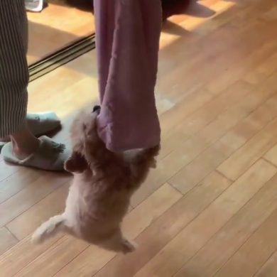 Cagnolino non molla la presa e viaggia attaccato allo straccio | video