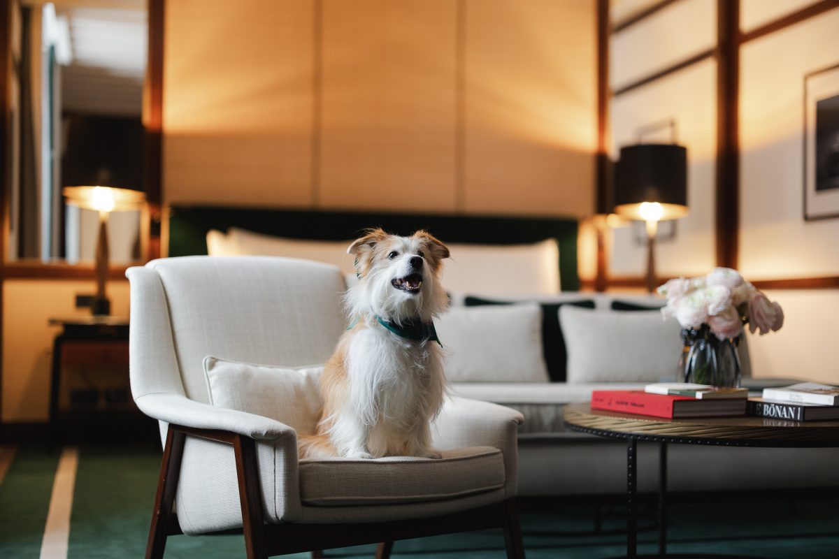 Galleria foto 'In vacanza col cane: gli hotel al mare più pet friendly d’Italia' - foto 2