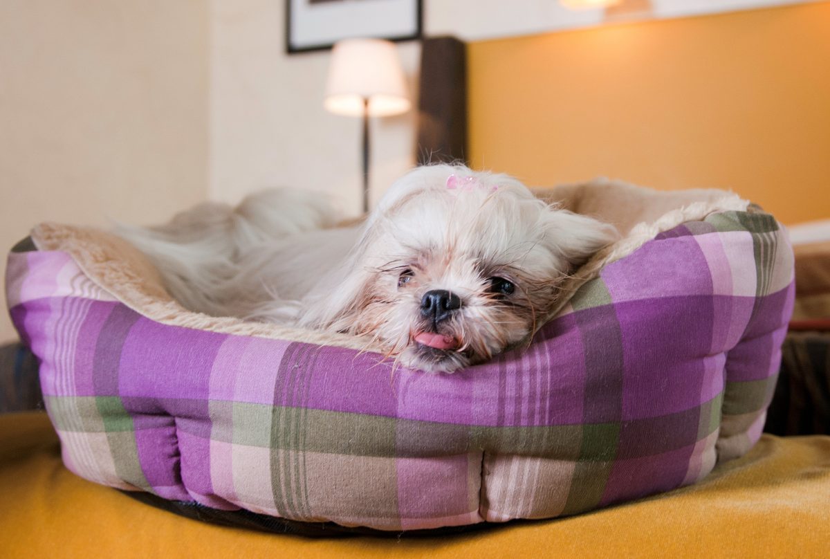 Galleria foto 'In vacanza col cane: gli hotel al mare più pet friendly d’Italia' - foto 6