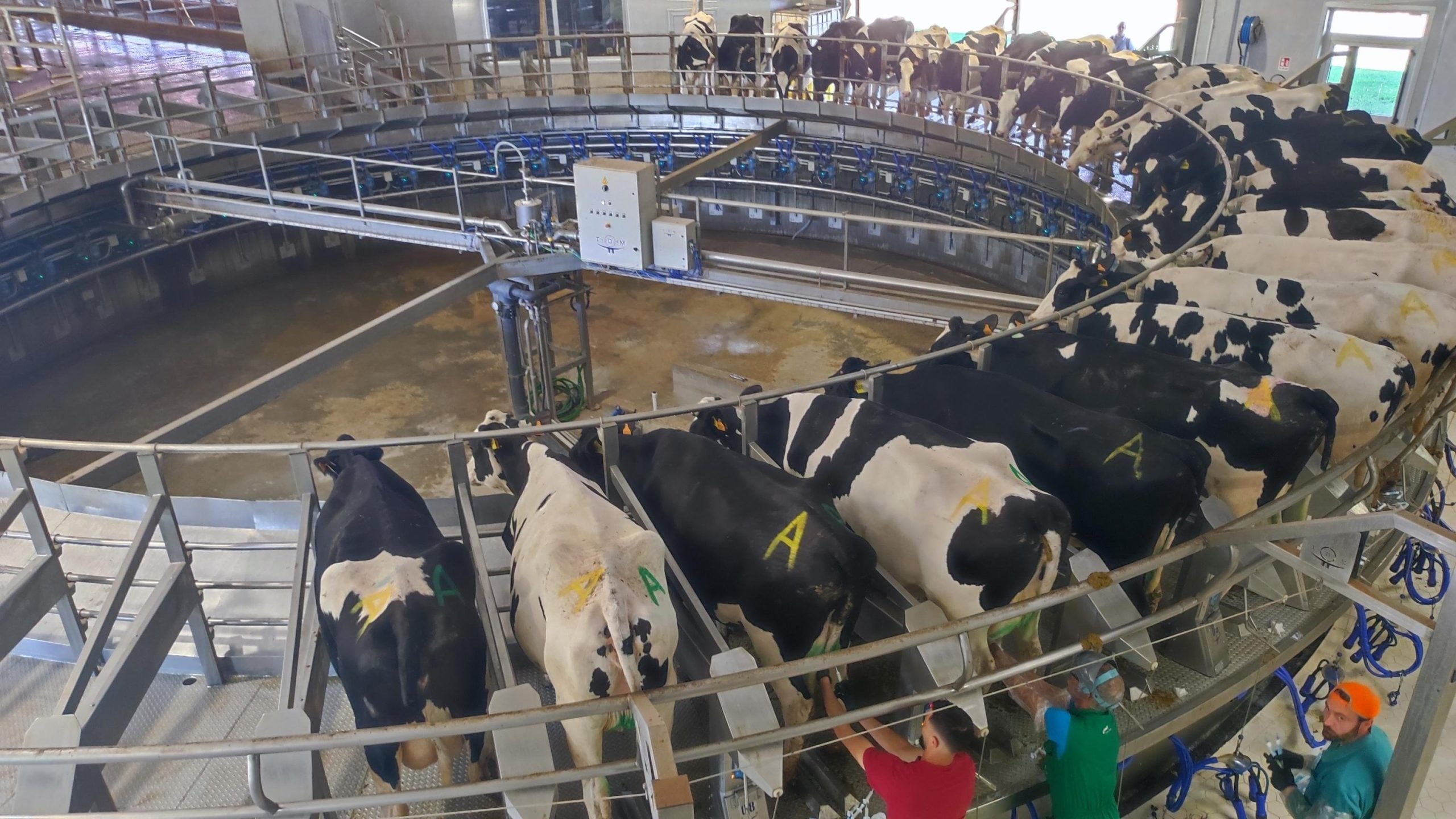 Follia Ue, ecco la tassa sulle «flatulenze»