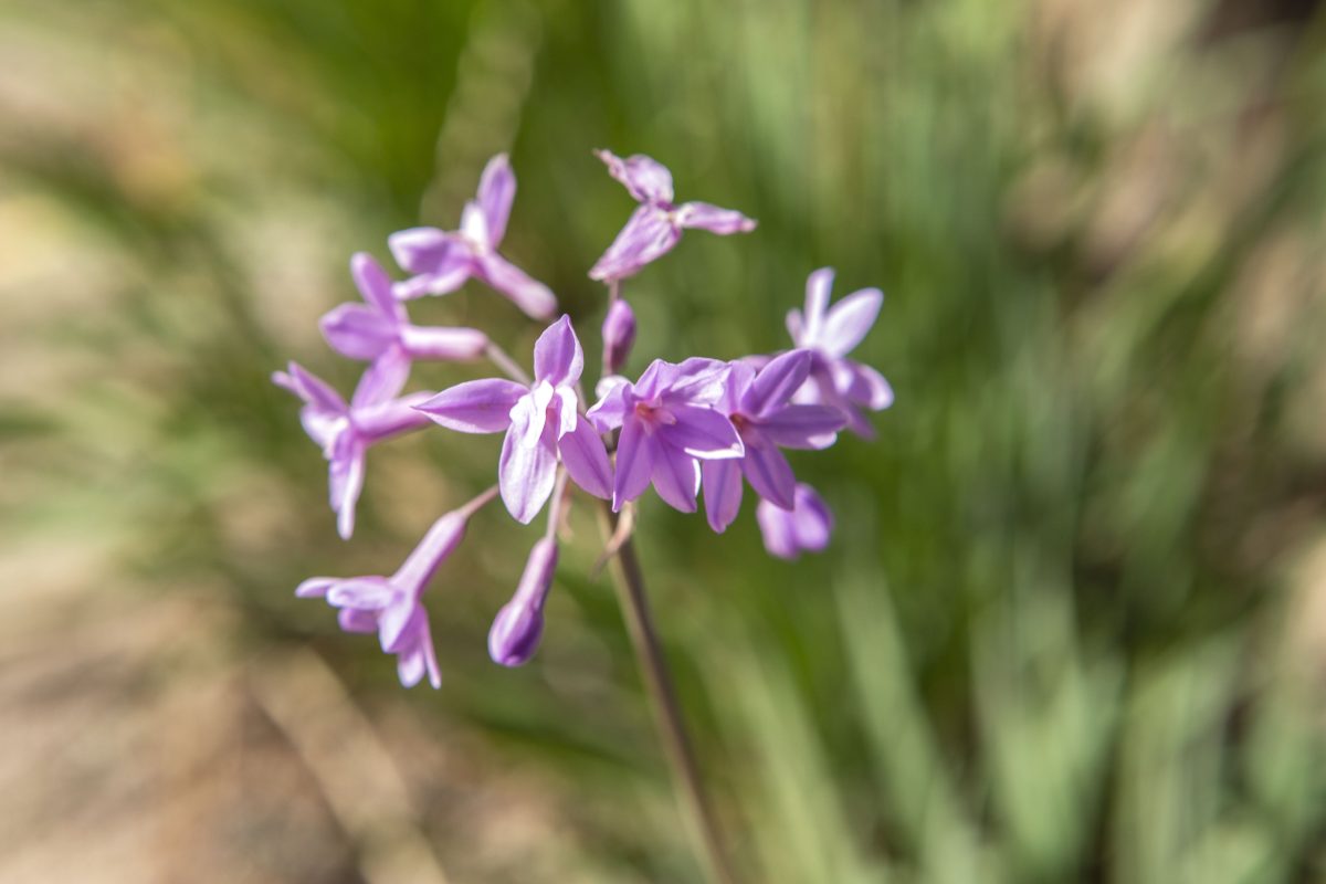 Galleria foto 'Il turismo esperienziale rivive all’Abi d’Oru di Porto Rotondo' - foto 6