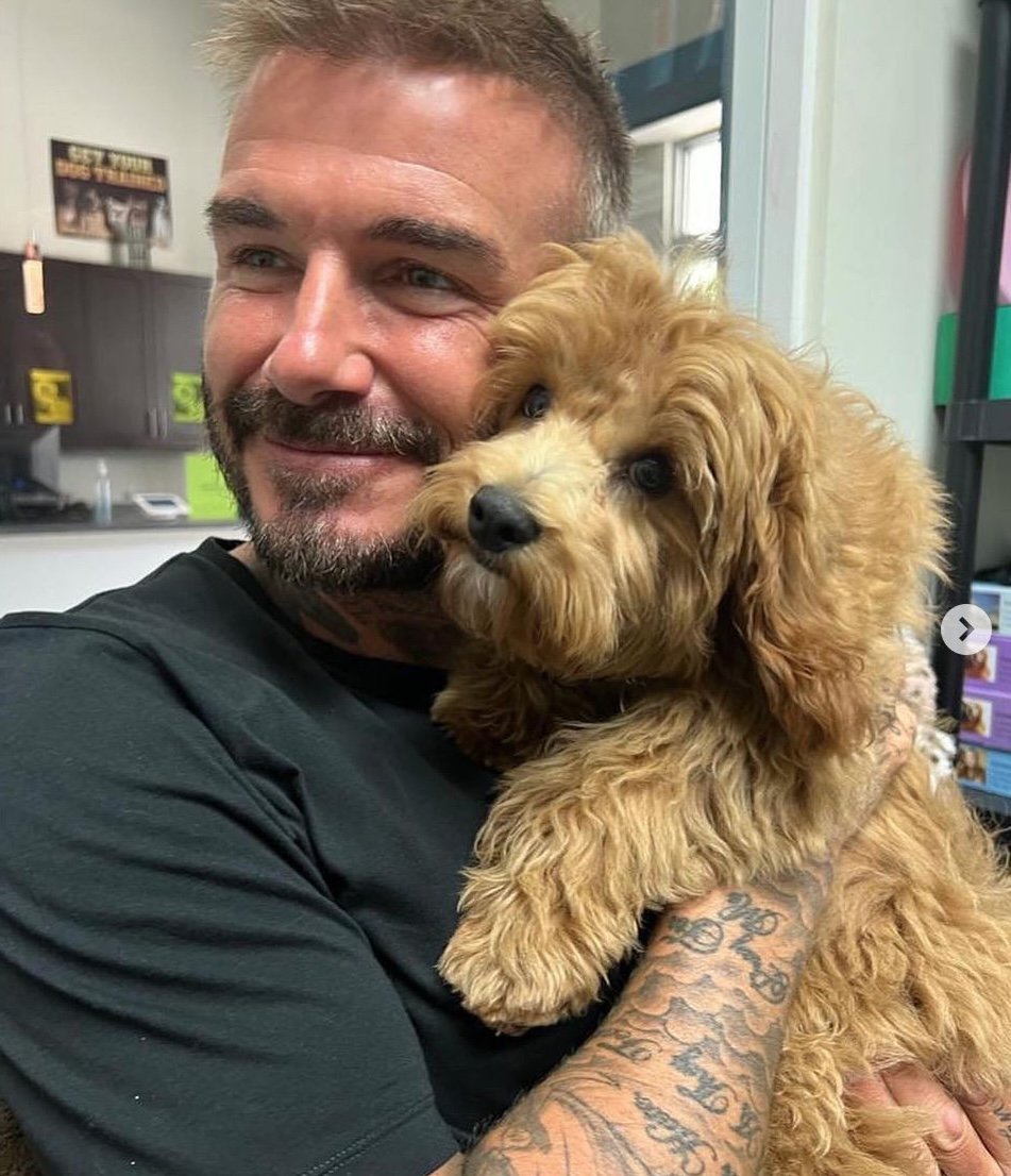 Vita nuova, cane pure