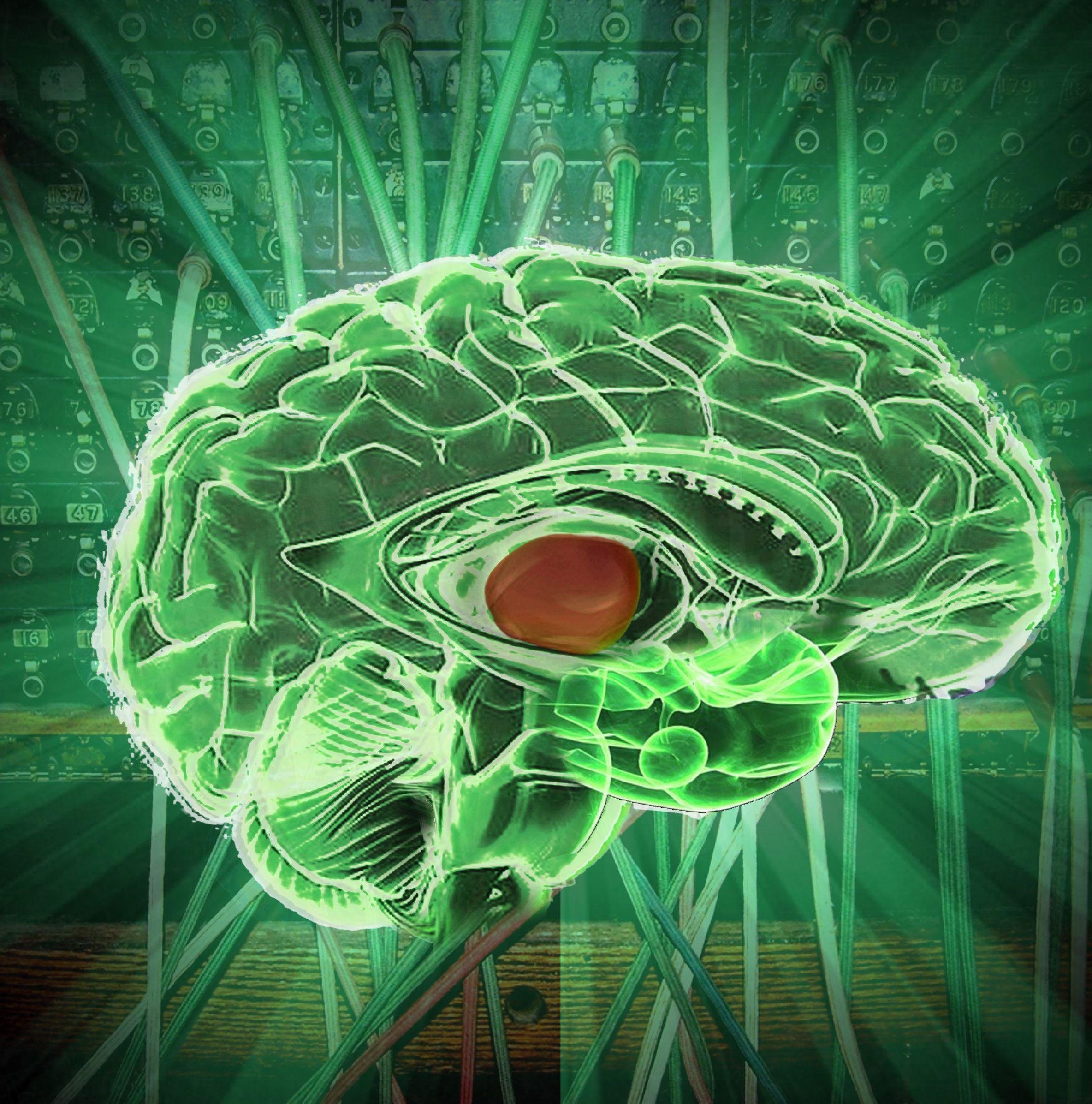 Il cervello: quali malattie lo colpiscono e come mantenerlo giovane