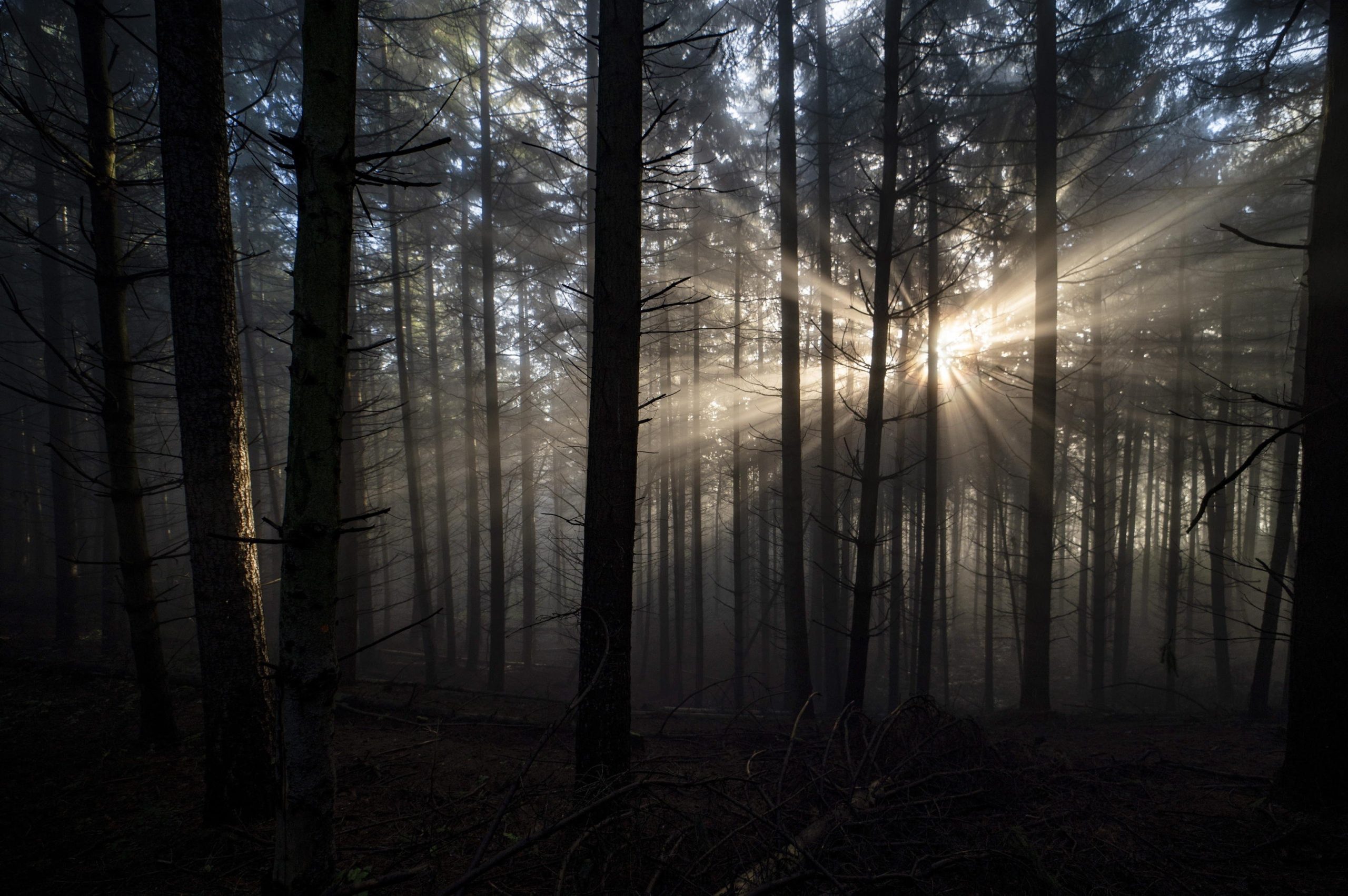Le destinazioni ideali per un ritiro tra gli alberi