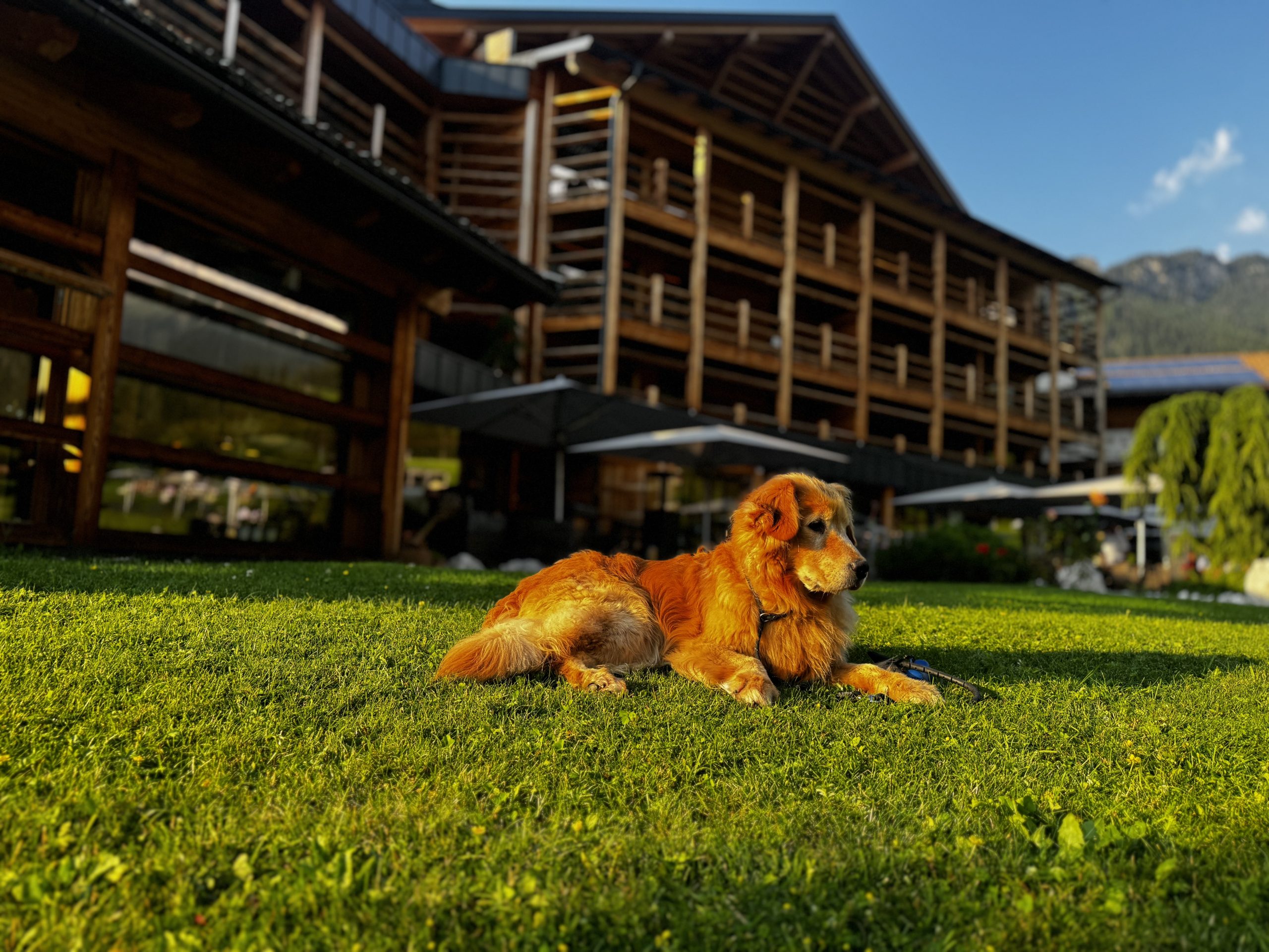 I migliori hotel in montagna per i cani