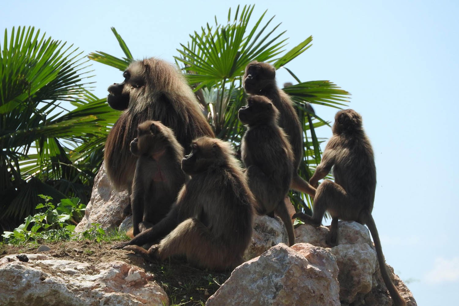 L’Italia si prepara con 30mila dosi di vaccino per il vaiolo delle scimmie L’Italia si prepara con 30mila dosi di vaccino per il vaiolo delle scimmie