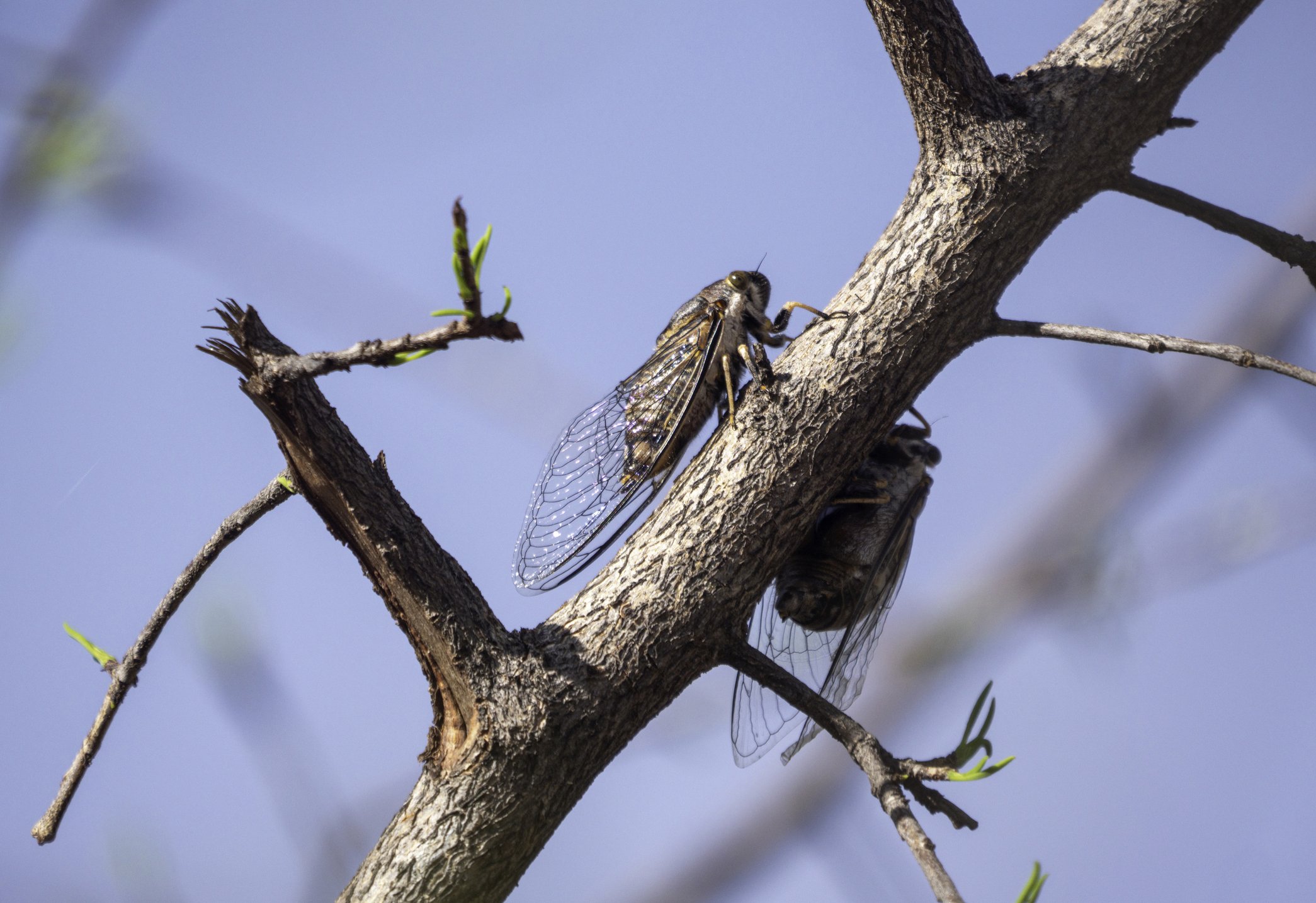 Zanzare, mosche e cicale sono le regine d’agosto Zanzare, mosche e cicale sono le regine d’agosto