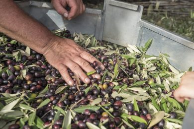 Olio 2024: poco, ma ottimo