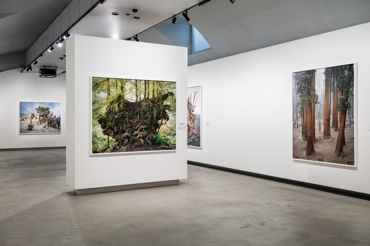 Galleria foto 'Inverno in mostra' - foto 1