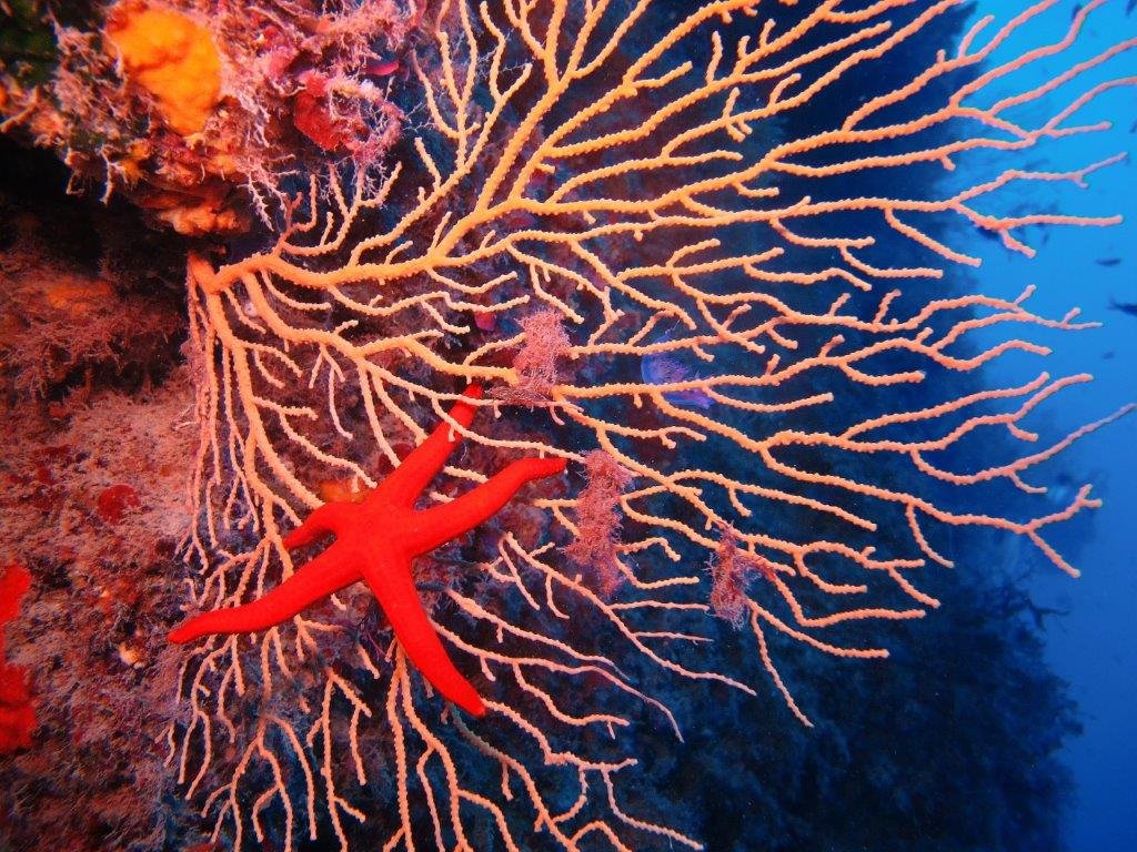 Profondo blu. Vita, colori e magie nei fondali dell’Isola Dino