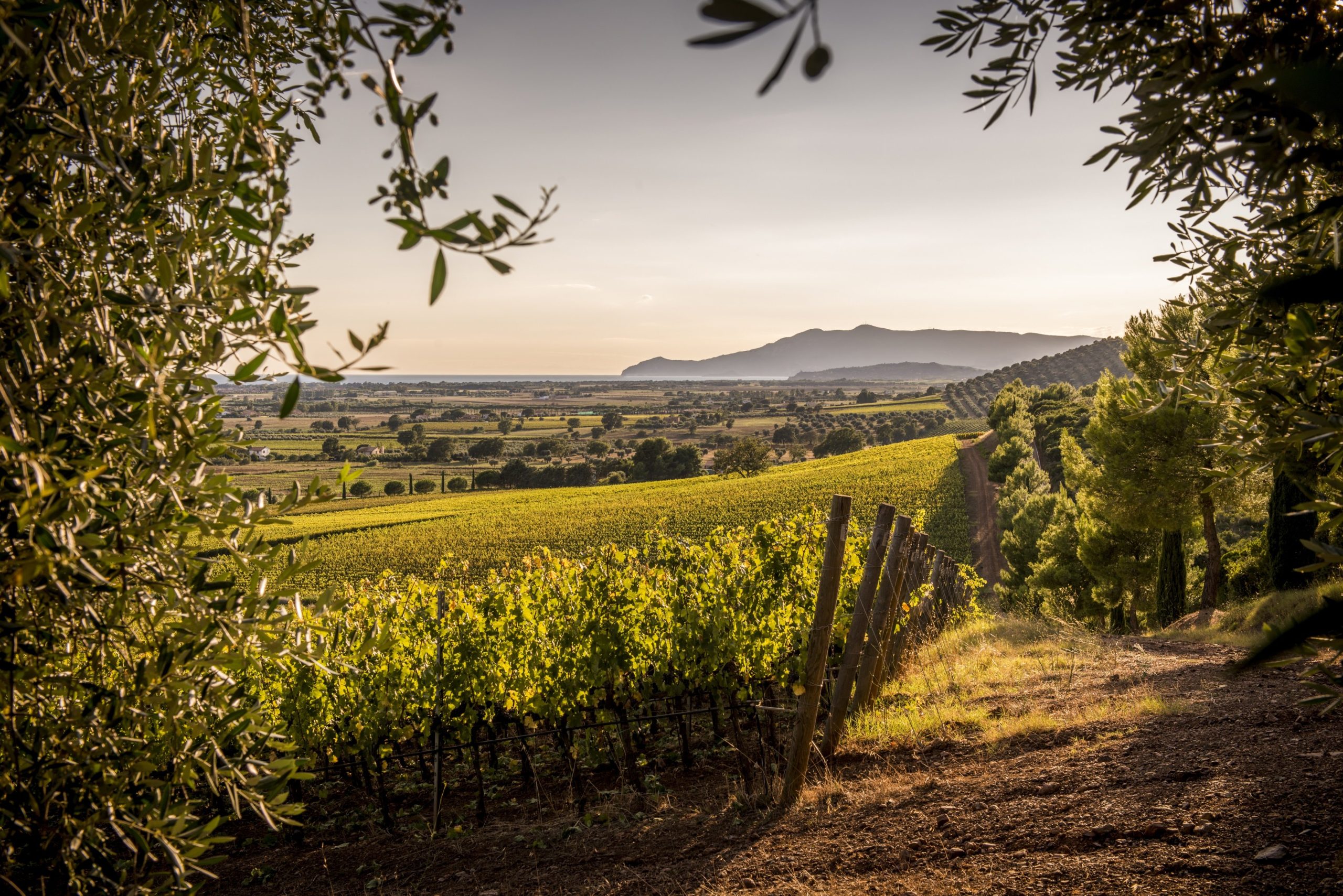I grandi vini toscani vista mare