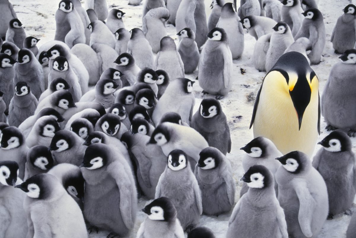 Galleria foto 'Un viaggio nel cuore dell’Artico' - foto 2