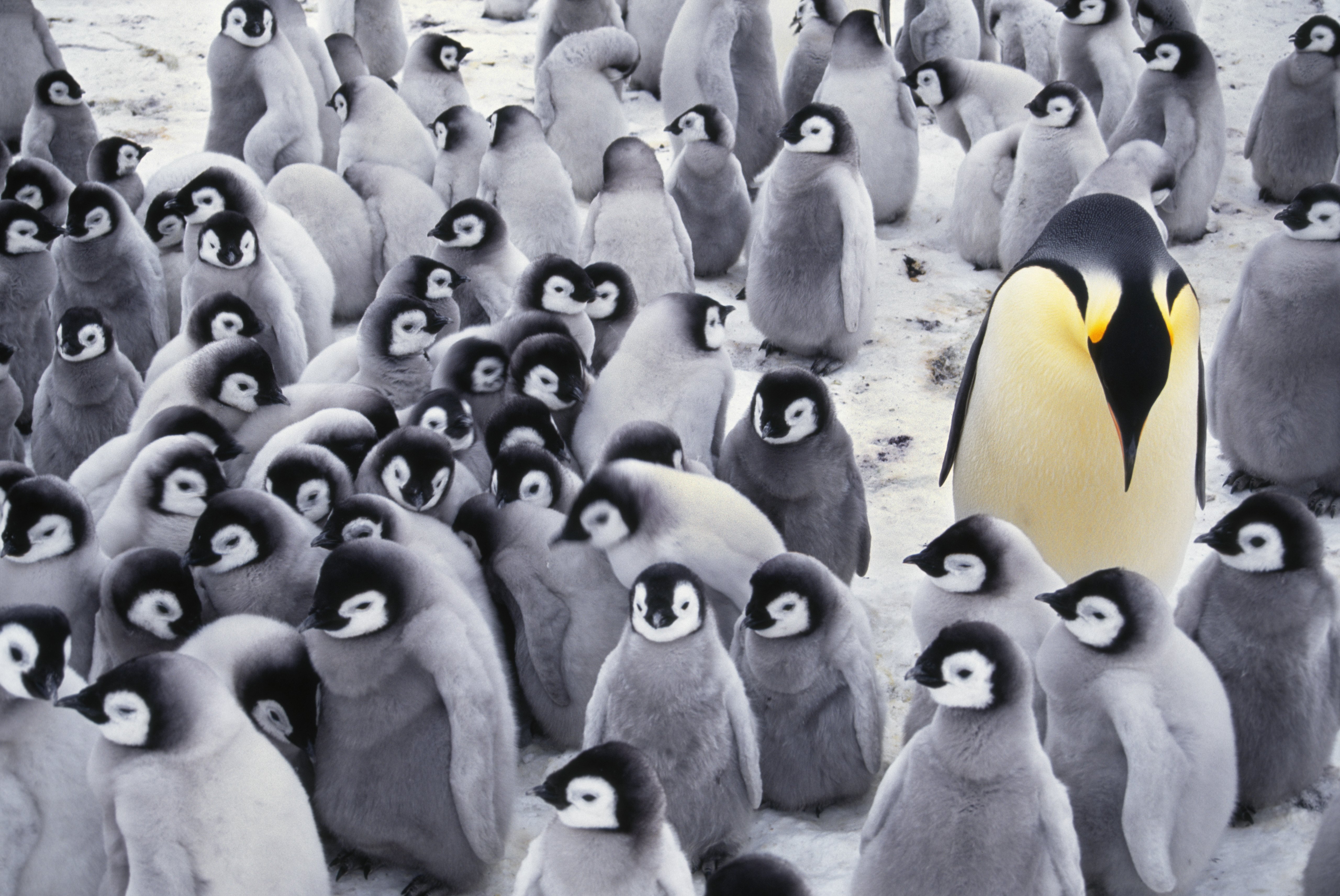 Un viaggio nel cuore dell’Artico