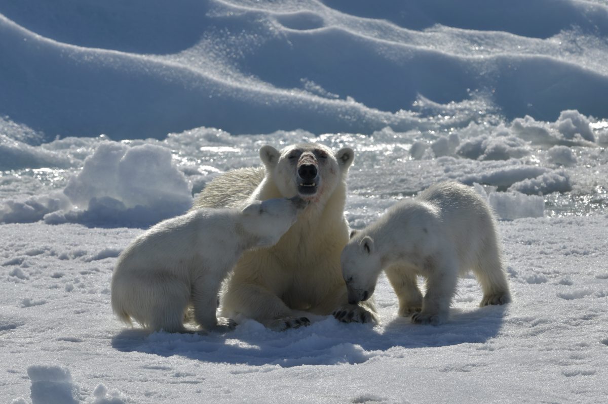 Galleria foto 'Un viaggio nel cuore dell’Artico' - foto 4