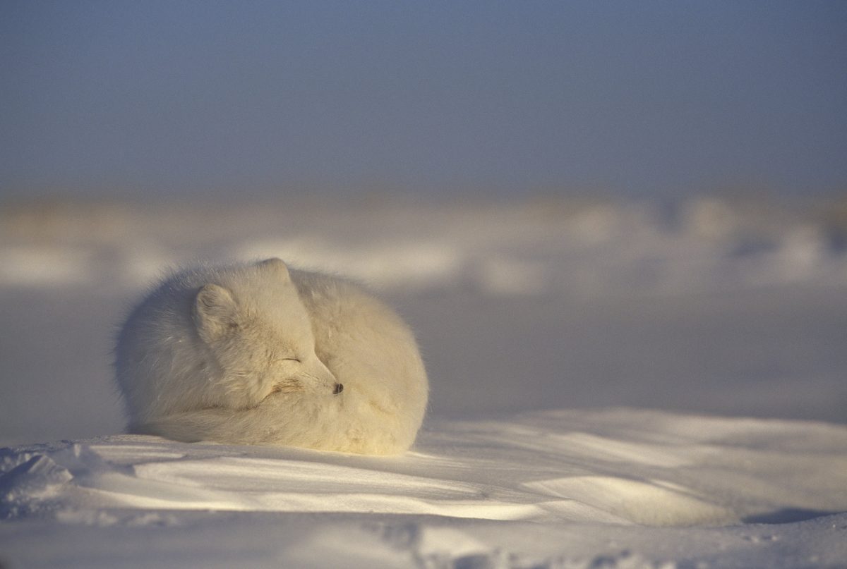 Galleria foto 'Un viaggio nel cuore dell’Artico' - foto 5