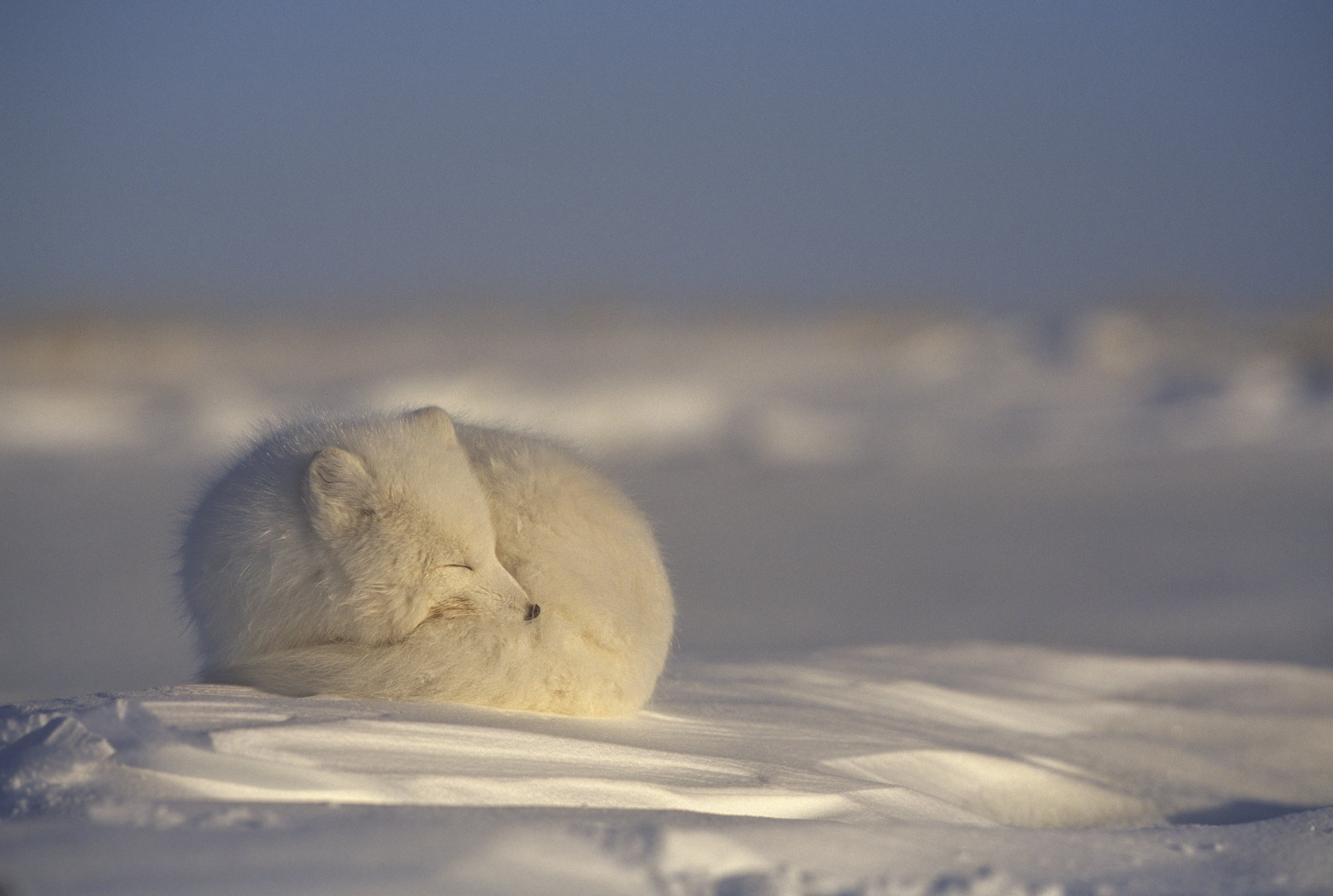 Un viaggio nel cuore dell’Artico