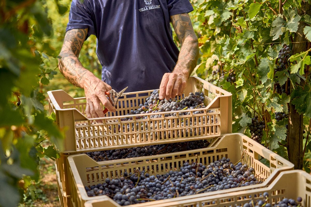 Galleria foto 'Tenuta Villa Bellini: il cuore segreto della Valpolicella, dove la terra respira eternità' - foto 3