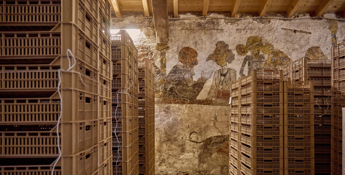 Galleria foto 'Tenuta Villa Bellini: il cuore segreto della Valpolicella, dove la terra respira eternità' - foto 4