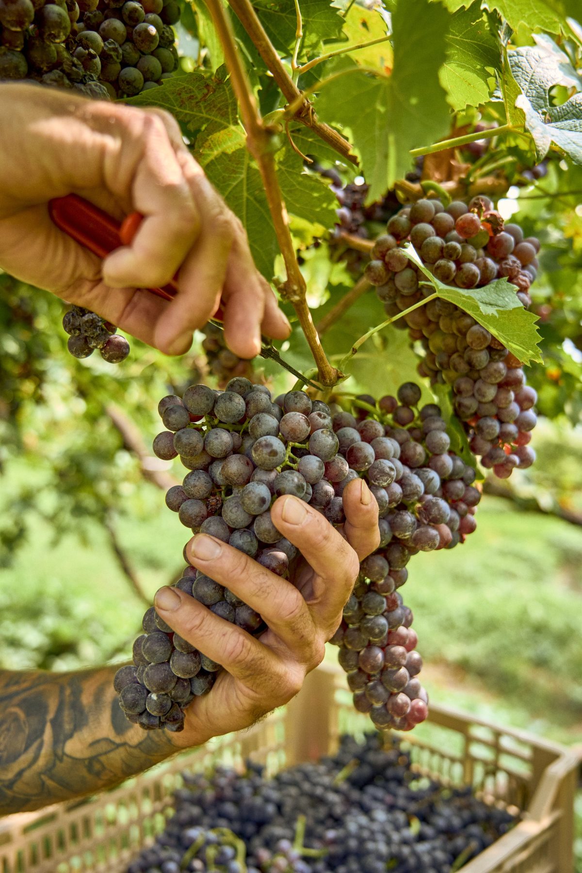 Galleria foto 'Tenuta Villa Bellini: il cuore segreto della Valpolicella, dove la terra respira eternità' - foto 6