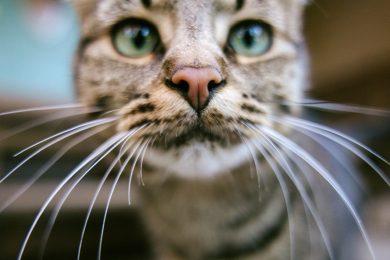 Gatto-mania: il fascino senza tempo dei gatti tra miti, linguaggi e mete imperdibili