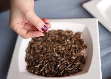 Insetti nel piatto? No, grazie. Crolla del 30% l’import in Italia nel 2024