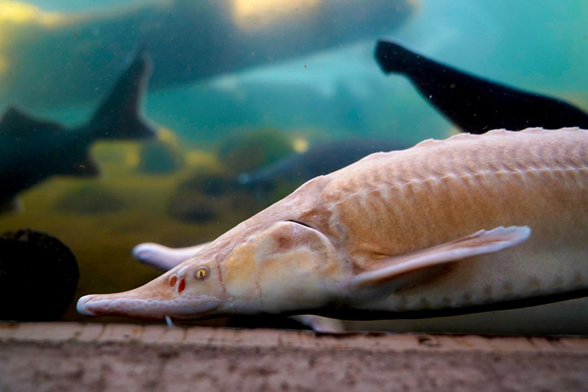 Galleria foto 'A bordo del Trenino verde delle Alpi' - foto 21
