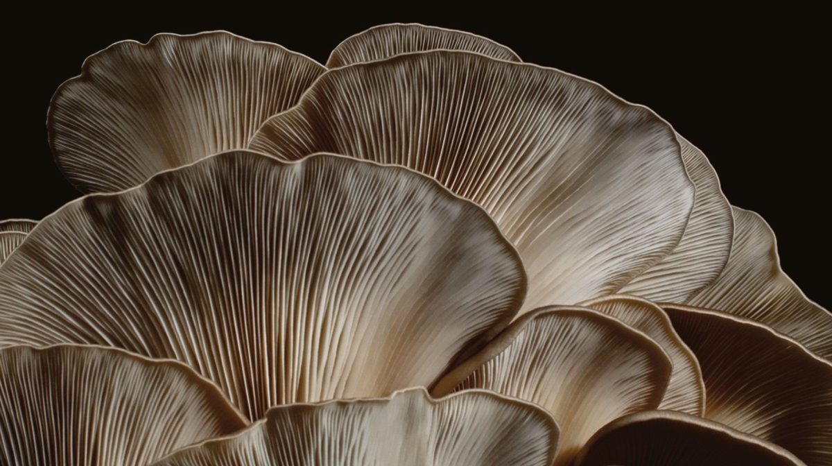 Galleria foto 'Dyson fa il suo debutto nel beauty' - foto 2