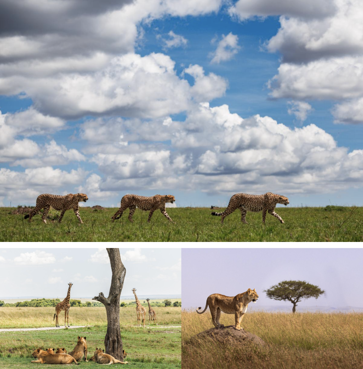Galleria foto 'Safari di lusso: Viaggio nell’eccellenza africana' - foto 7