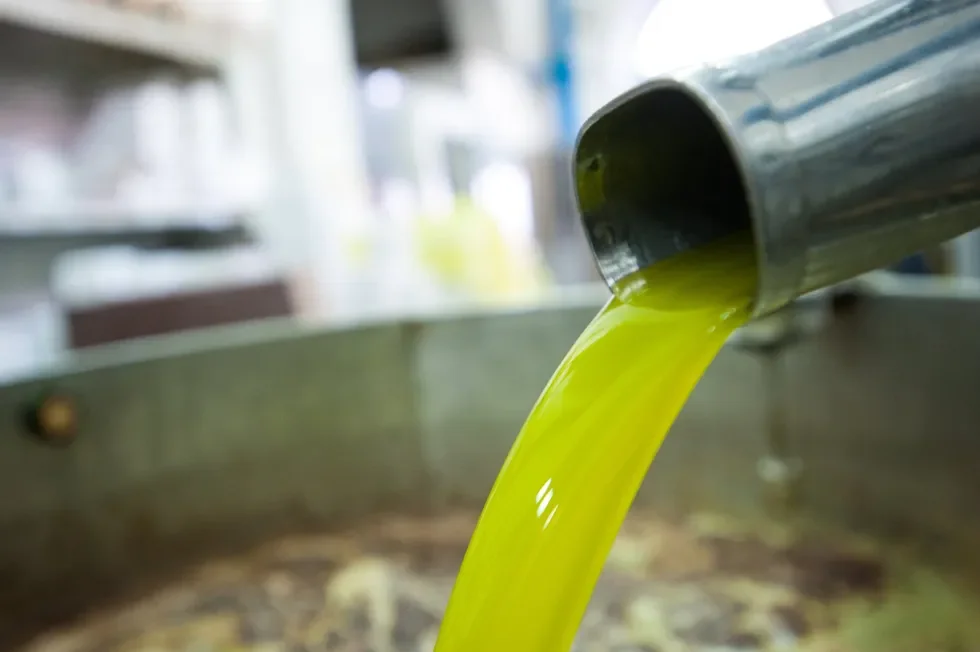 Nonostante i diktat dell’Ue l’olio italiano cresce ancora. E non teme i dazi degli Usa