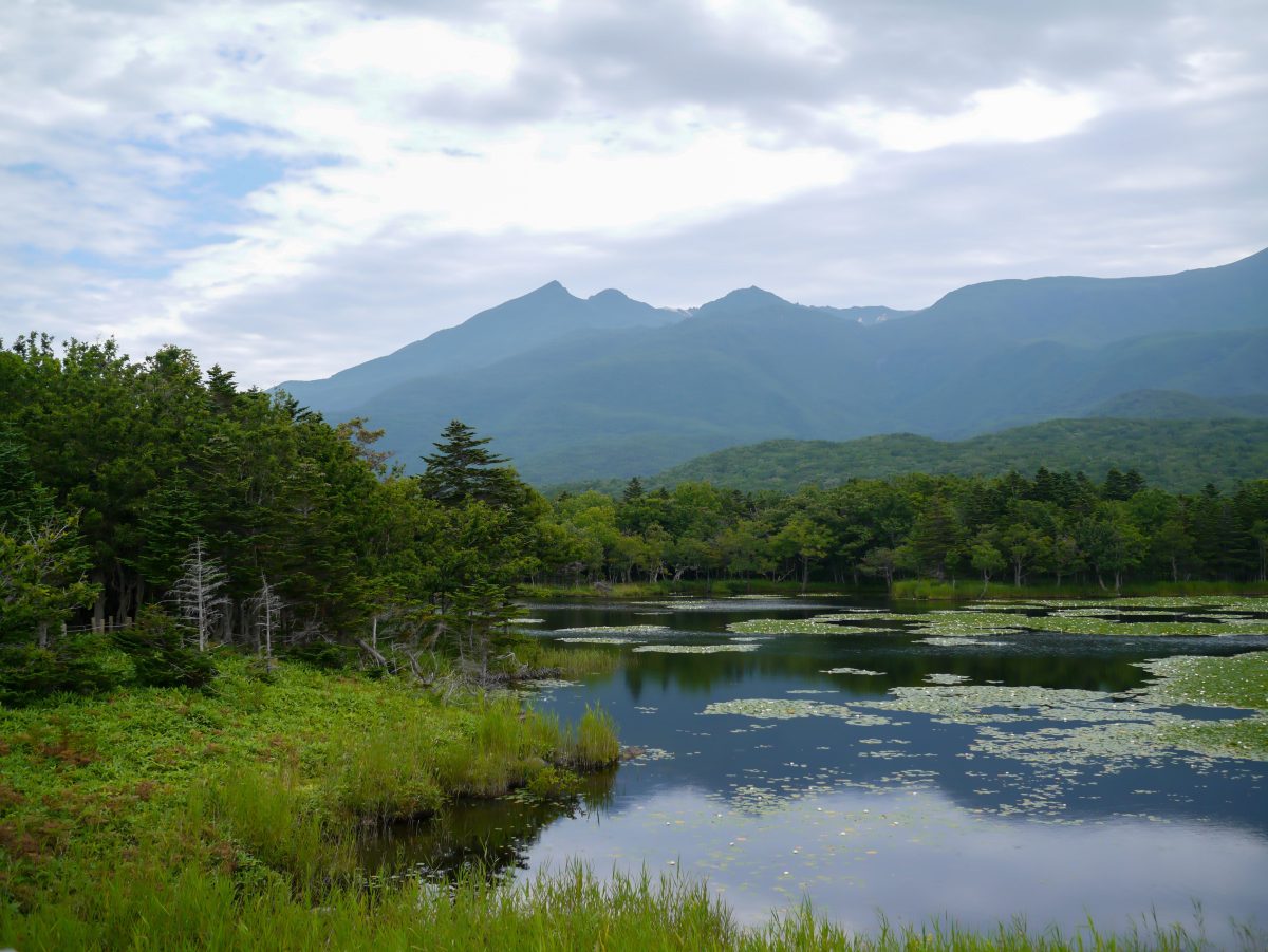 Galleria foto 'Primavera in Giappone: Guida a dove vedere i ciliegi in fiore' - foto 20