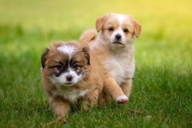 Bonus animali domestici: aiuto economico e lotta all’abbandono