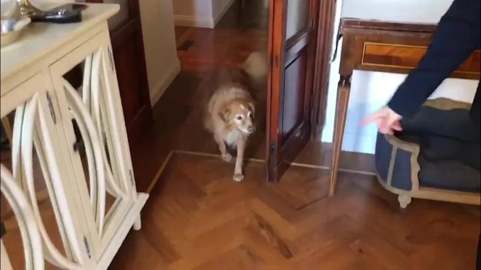 Le pillole di galateo di Petra e Carlo: a spasso con il cane Le pillole di galateo di Petra e Carlo: a spasso con il cane