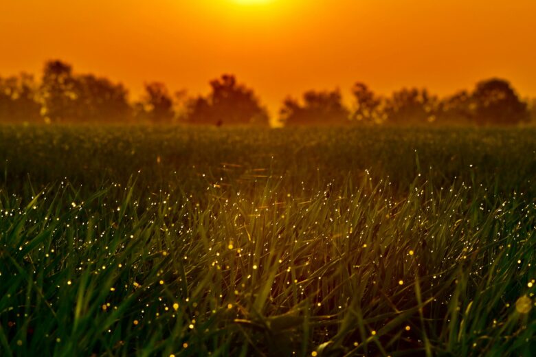 lucciole-campo