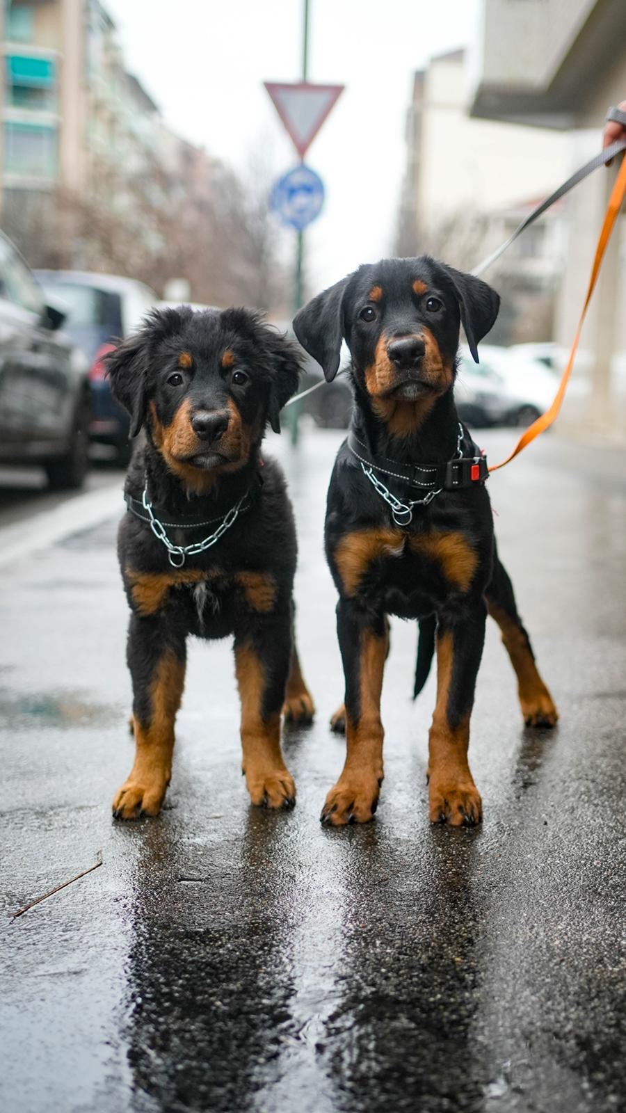 Doggodaiily, la scoperta del profondo legame tra i cani e i loro padroni Doggodaiily, la scoperta del profondo legame tra i cani e i loro padroni