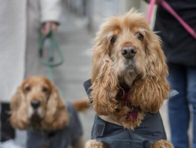 Doggodaiily, la scoperta del profondo legame tra i cani e i loro padroni