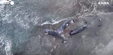 Tsunami in Giappone, le immagini delle balene morte spiaggiate a Tateyama