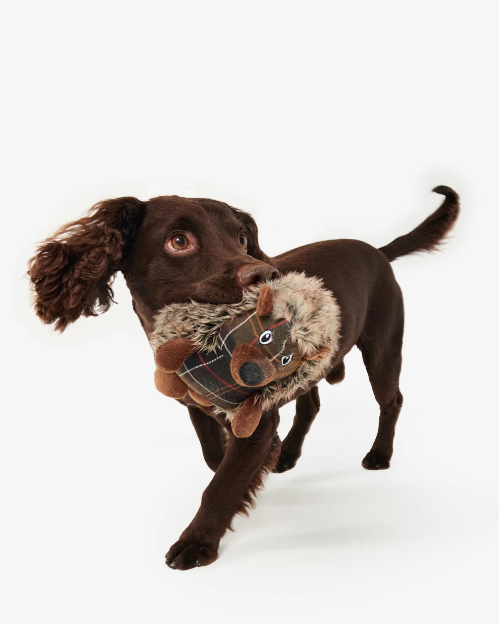 Da Fendi a Diego dalla Palma, quando gli amici a 4 zampe sono griffati