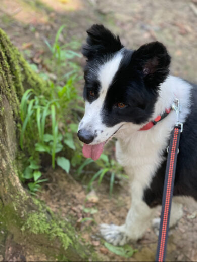 Da Fendi a Diego dalla Palma, quando gli amici a 4 zampe sono griffati