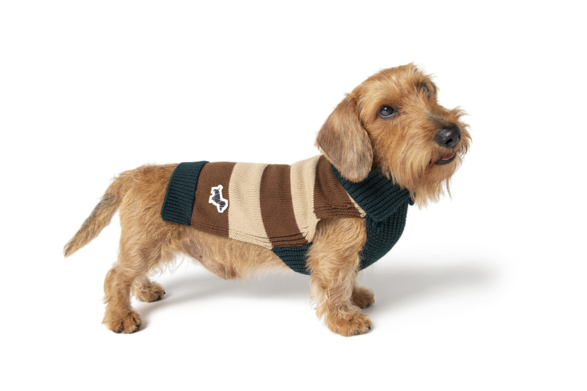 Da Fendi a Diego dalla Palma, quando gli amici a 4 zampe sono griffati