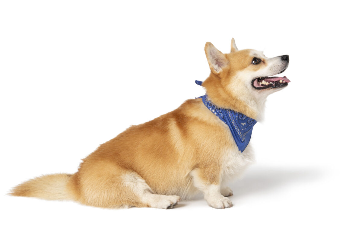 Da Fendi a Diego dalla Palma, quando gli amici a 4 zampe sono griffati