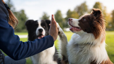 Giornata mondiale del cane: com’è nata