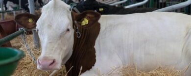 Latte crudo e prodotti naturali: tutti i rischi nascosti di una ossessione «pericolosa»