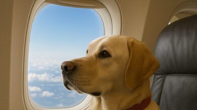 Animali in cabina: l’Italia guida l’evoluzione dei trasporti aerei