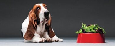 Fido è vegano (ma non lo sa): il nuovo fanatismo animalista