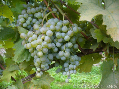 Verdea, il “prosecco milanese” dimenticato. Amato da Galileo oggi rivive a pochi chilometri da Milano